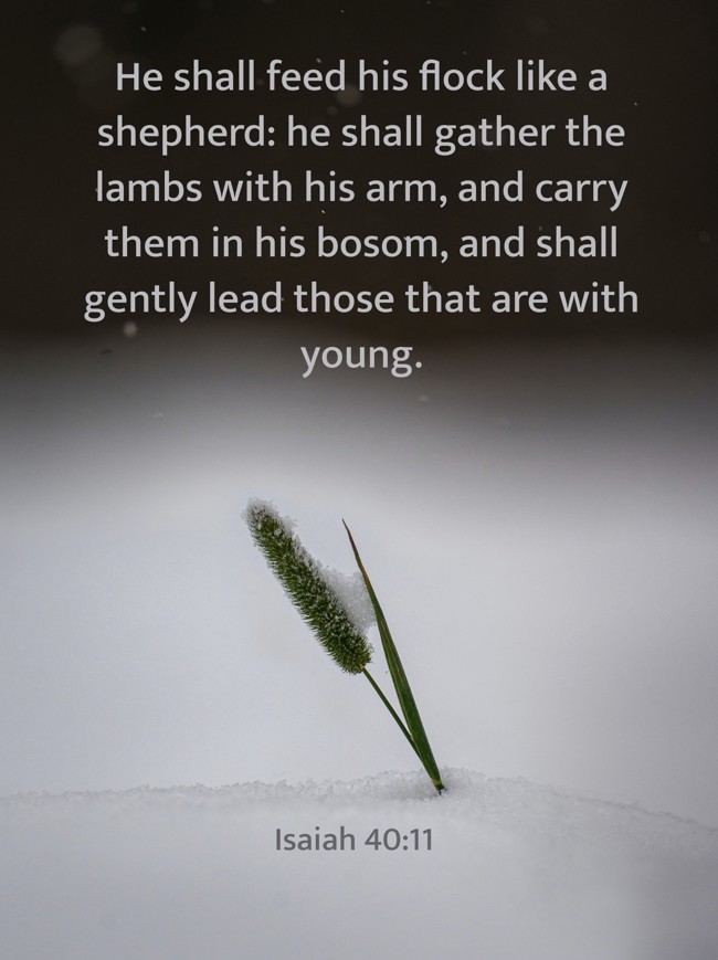 He shall feed his flock like a shepherd: he shall gather the lambs with his arm, and carry them in his bosom, and shall gently lead those that are with young. - Isaiah 40:11