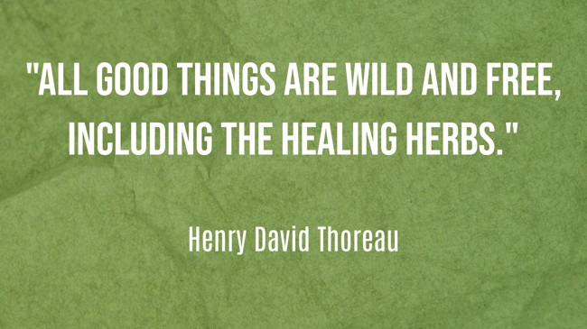 All good things are wild and free, including the healing herbs. - Henry David Thoreau