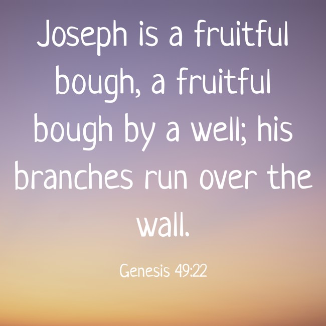 Joseph is a fruitful bough, a fruitful bough by a well; his branches run over the wall. - Genesis 49:22