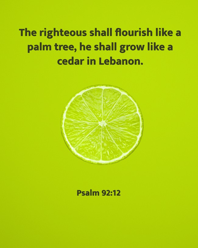 The righteous shall flourish like a palm tree, he shall grow like a cedar in Lebanon. - Psalm 92:12