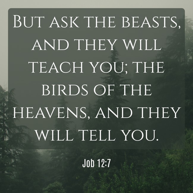 But ask the beasts, and they will teach you; the birds of the heavens, and they will tell you. - Job 12:7