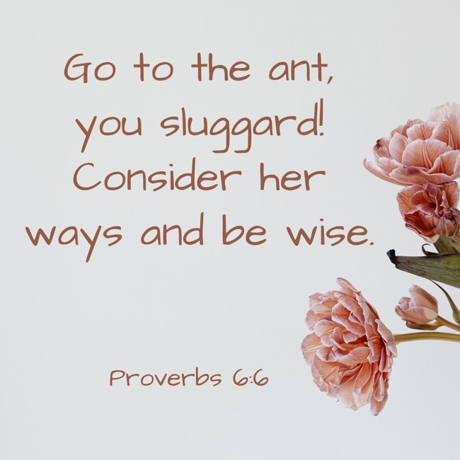 Go to the ant, you sluggard! Consider her ways and be wise. - Proverbs 6:6