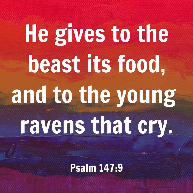 He gives to the beast its food, and to the young ravens that cry. - Psalm 147:9