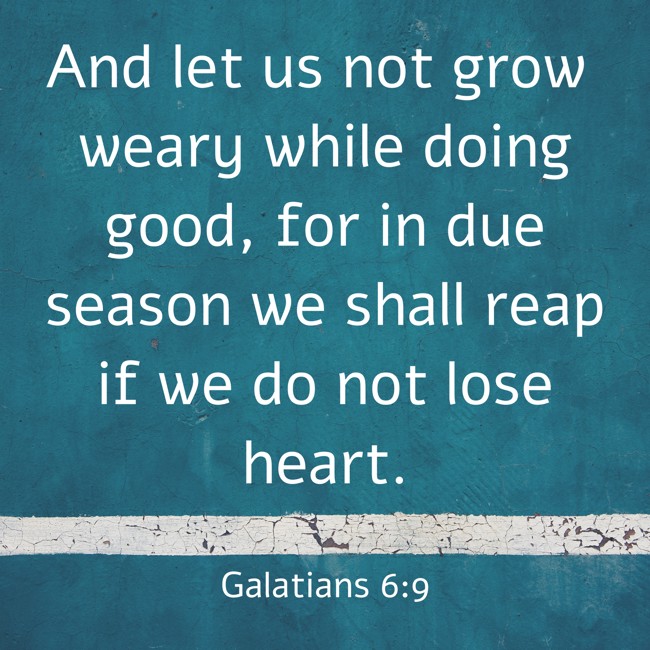 And let us not grow weary while doing good, for in due season we shall reap if we do not lose heart. - Galatians 6:9