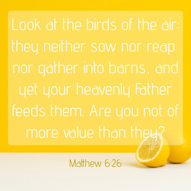 Look at the birds of the air: they neither sow nor reap nor gather into barns, and yet your heavenly Father feeds them. Are you not of more value than they? - Matthew 6:26