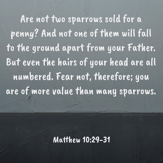 Are not two sparrows sold for a penny? And not one of them will fall to the ground apart from your Father. But even the hairs of your head are all numbered. Fear not, therefore; you are of more value than many sparrows. - Matthew 10:29-31