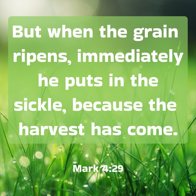 But when the grain ripens, immediately he puts in the sickle, because the harvest has come. - Mark 4:29