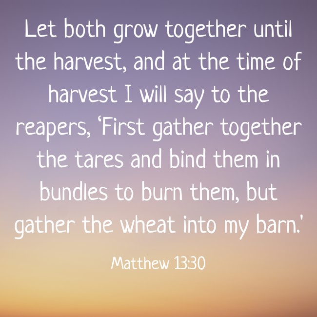 Let both grow together until the harvest, and at the time of harvest I will say to the reapers, ‘First gather together the tares and bind them in bundles to burn them, but gather the wheat into my barn.' - Matthew 13:30