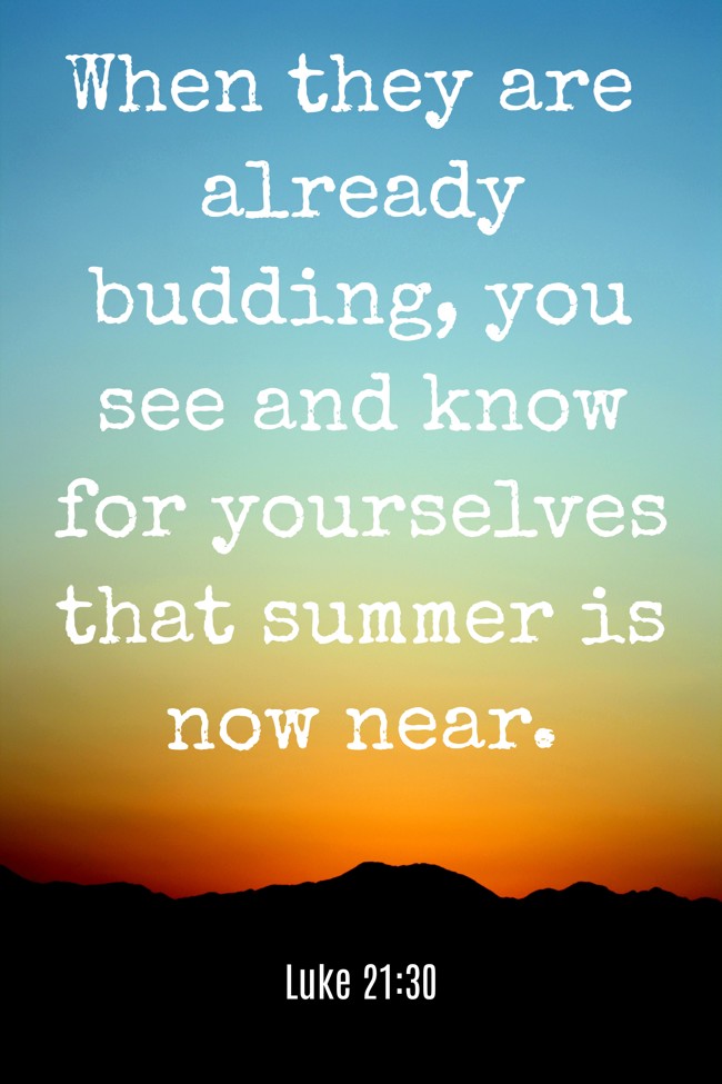 When they are already budding, you see and know for yourselves that summer is now near. - Luke 21:30