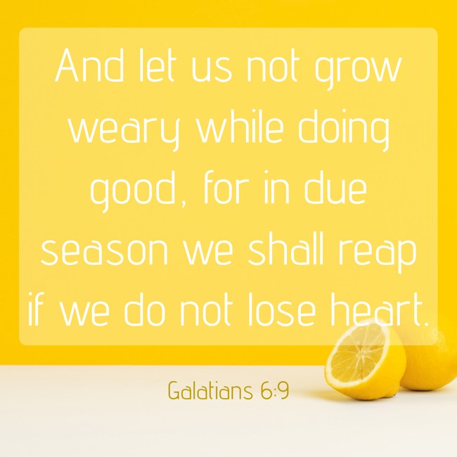 And let us not grow weary while doing good, for in due season we shall reap if we do not lose heart. - Galatians 6:9