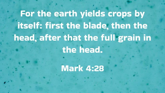 For the earth yields crops by itself: first the blade, then the head, after that the full grain in the head. - Mark 4:28