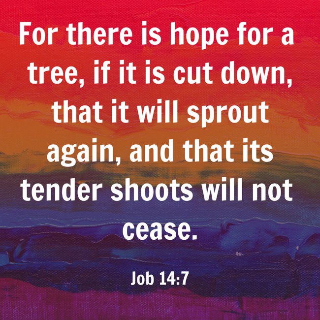 For there is hope for a tree, if it is cut down, that it will sprout again, and that its tender shoots will not cease. - Job 14:7
