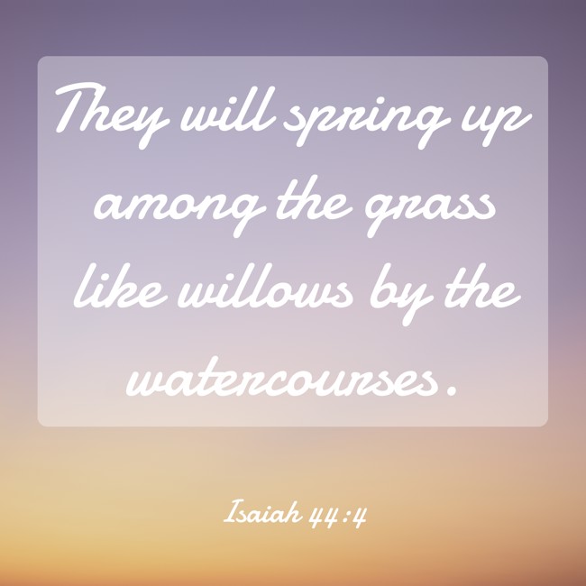 They will spring up among the grass like willows by the watercourses. - Isaiah 44:4