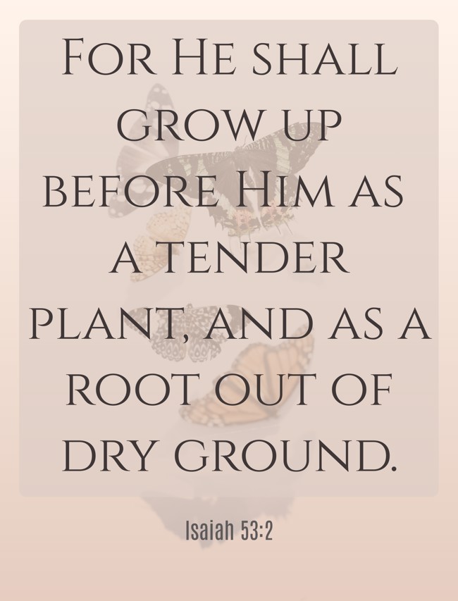 For He shall grow up before Him as a tender plant, and as a root out of dry ground. - Isaiah 53:2