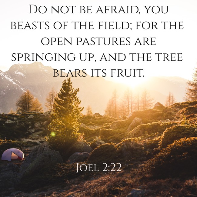 Do not be afraid, you beasts of the field; for the open pastures are springing up, and the tree bears its fruit. - Joel 2:22