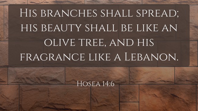 His branches shall spread; his beauty shall be like an olive tree, and his fragrance like a Lebanon. - Hosea 14:6