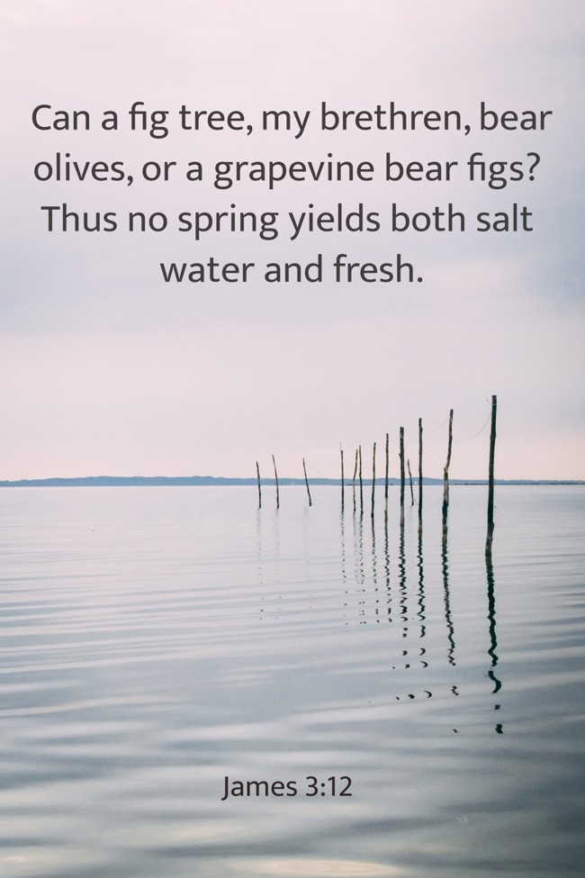 Can a fig tree, my brethren, bear olives, or a grapevine bear figs? Thus no spring yields both salt water and fresh. - James 3:12