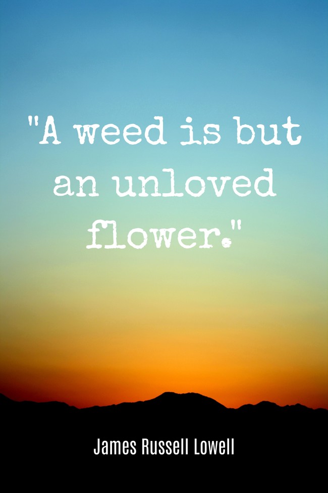 A weed is but an unloved flower. - James Russell Lowell