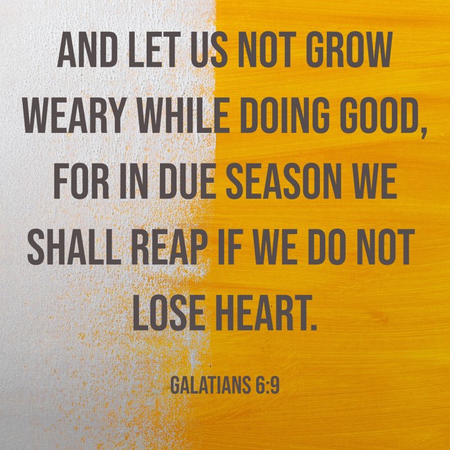 And let us not grow weary while doing good, for in due season we shall reap if we do not lose heart. - Galatians 6:9