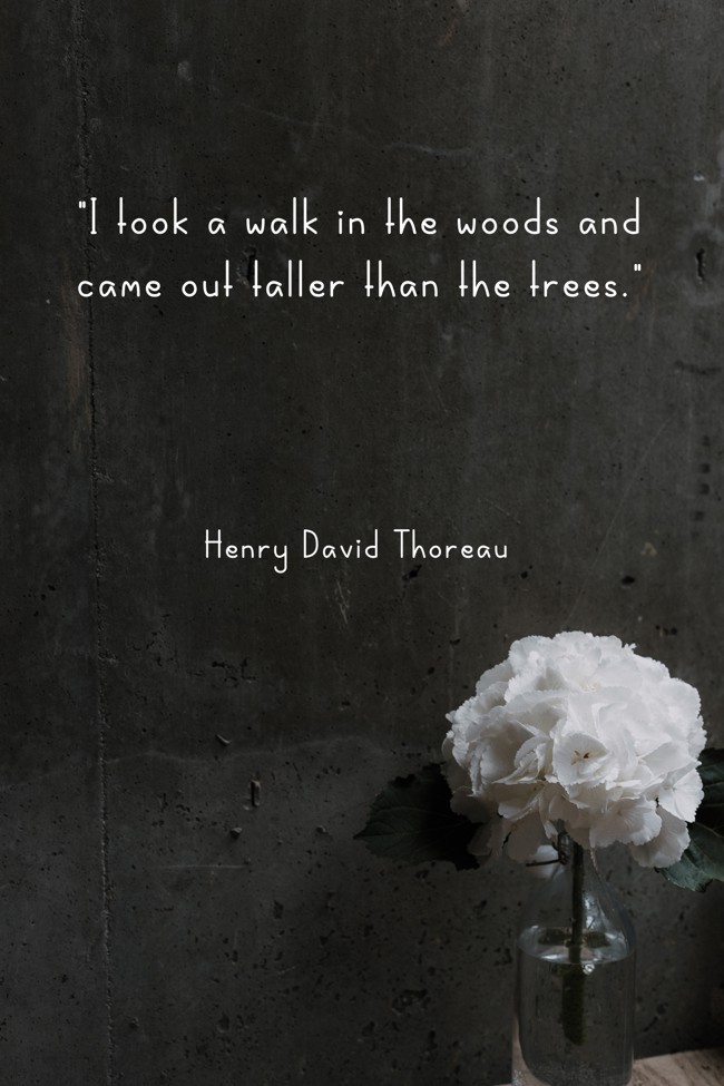 I took a walk in the woods and came out taller than the trees. - Henry David Thoreau