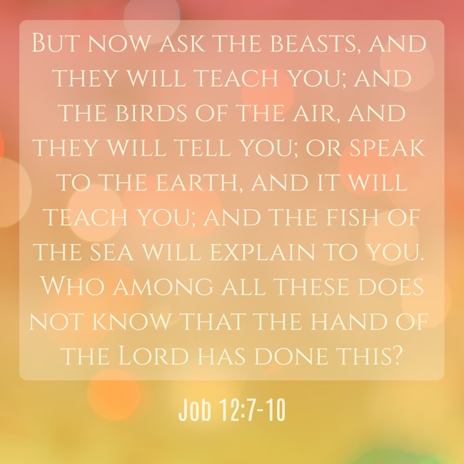  But now ask the beasts, and they will teach you; and the birds of the air, and they will tell you; or speak to the earth, and it will teach you; and the fish of the sea will explain to you. Who among all these does not know that the hand of the Lord has done this?   - Job 12:7-10 
