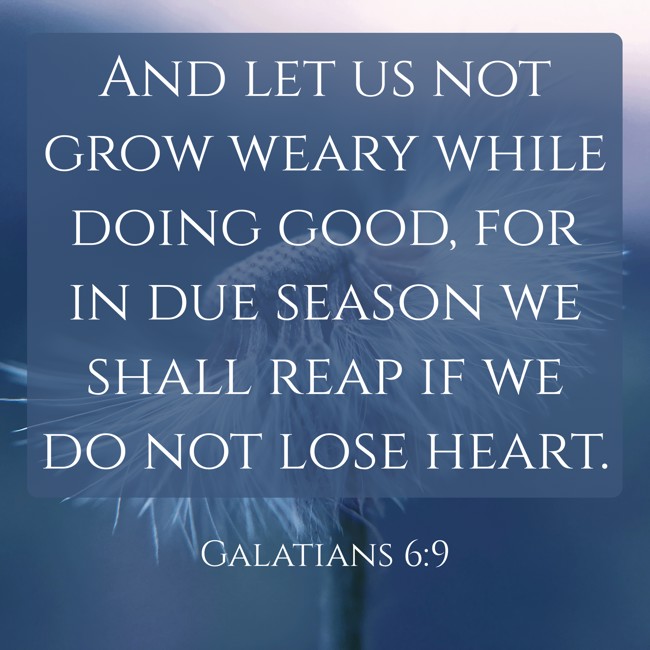 And let us not grow weary while doing good, for in due season we shall reap if we do not lose heart. - Galatians 6:9