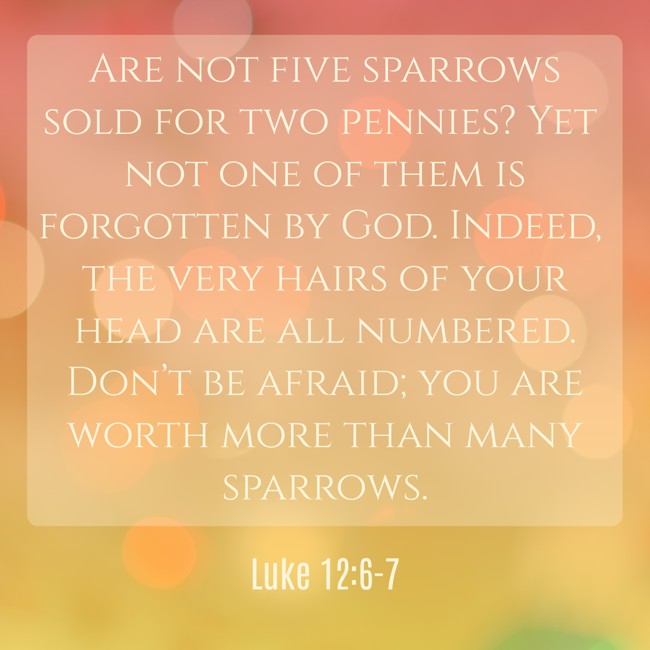 Are not five sparrows sold for two pennies? Yet not one of them is forgotten by God. Indeed, the very hairs of your head are all numbered. Don’t be afraid; you are worth more than many sparrows. - Luke 12:6-7