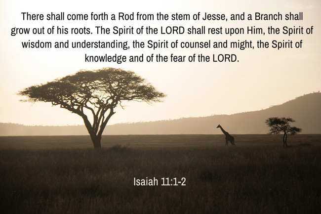 There shall come forth a Rod from the stem of Jesse, and a Branch shall grow out of his roots. The Spirit of the LORD shall rest upon Him, the Spirit of wisdom and understanding, the Spirit of counsel and might, the Spirit of knowledge and of the fear of the LORD. - Isaiah 11:1-2