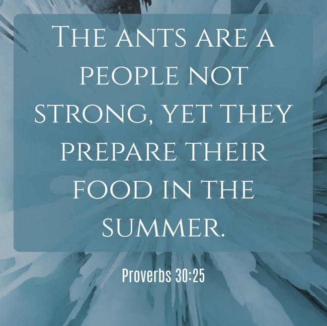 The ants are a people not strong, yet they prepare their food in the summer. - Proverbs 30:25