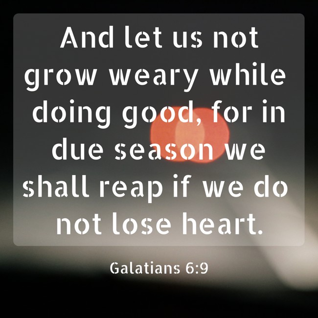 And let us not grow weary while doing good, for in due season we shall reap if we do not lose heart. - Galatians 6:9