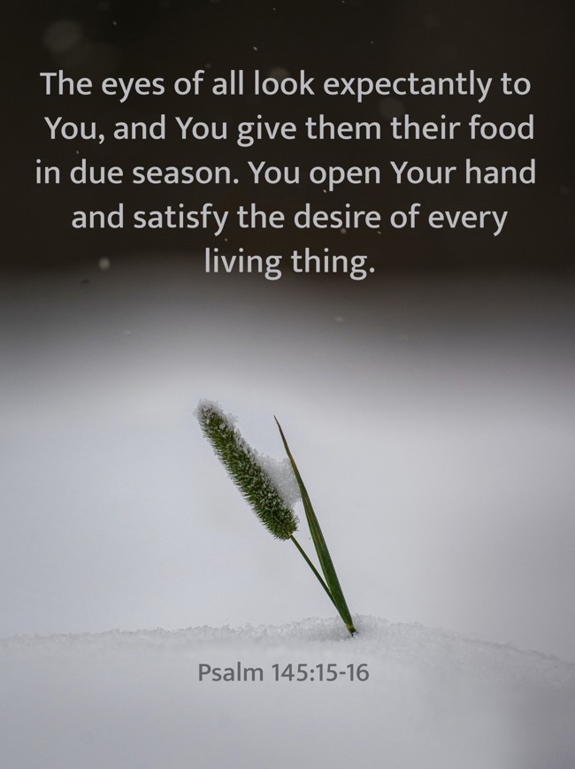 The eyes of all look expectantly to You, and You give them their food in due season. You open Your hand and satisfy the desire of every living thing. - Psalm 145:15-16