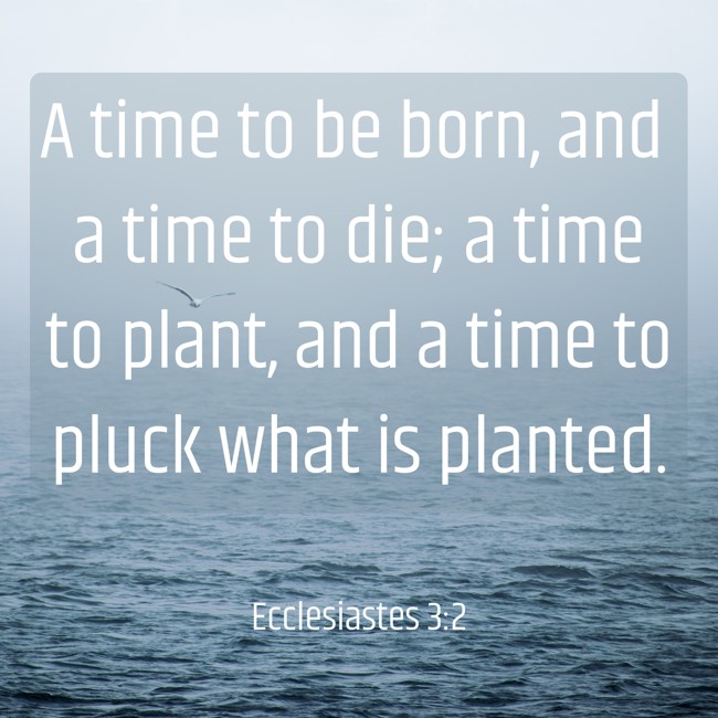 A time to be born, and a time to die; a time to plant, and a time to pluck what is planted. - Ecclesiastes 3:2