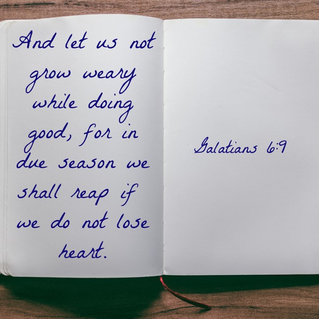 And let us not grow weary while doing good, for in due season we shall reap if we do not lose heart. - Galatians 6:9