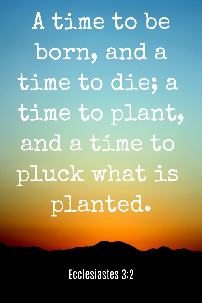 A time to be born, and a time to die; a time to plant, and a time to pluck what is planted. - Ecclesiastes 3:2