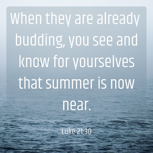 When they are already budding, you see and know for yourselves that summer is now near. - Luke 21:30