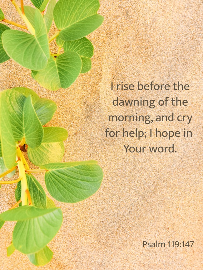 I rise before the dawning of the morning, and cry for help; I hope in Your word. - Psalm 119:147