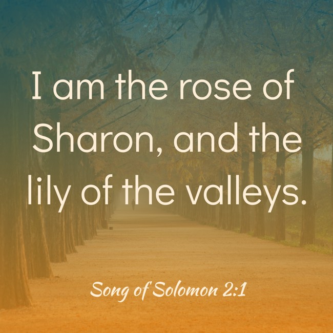 I am the rose of Sharon, and the lily of the valleys. - Song of Solomon 2:1