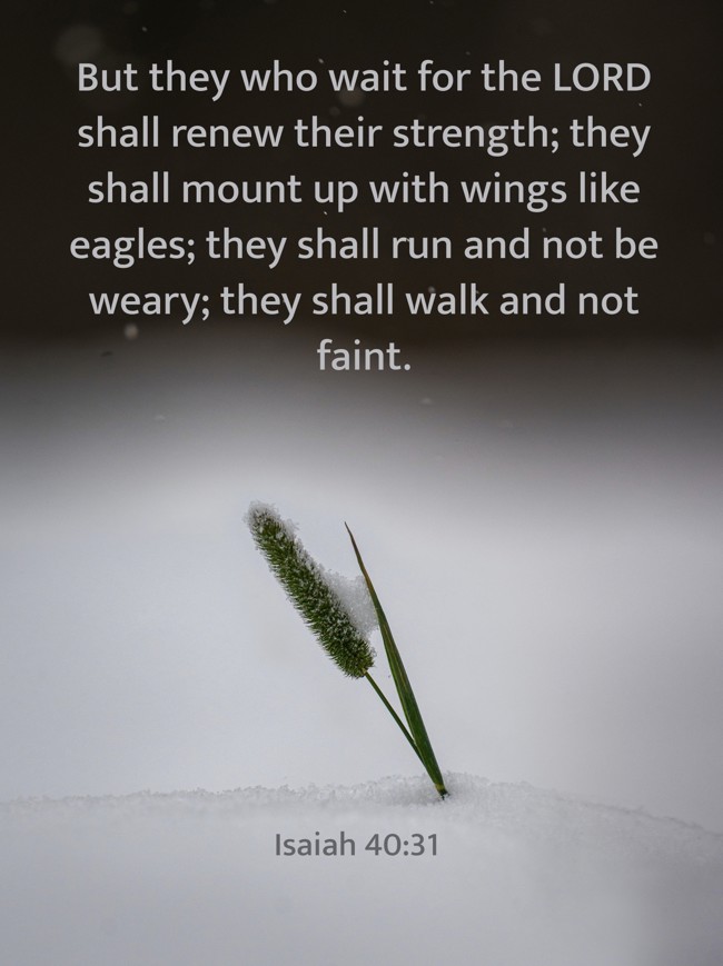 But they who wait for the LORD shall renew their strength; they shall mount up with wings like eagles; they shall run and not be weary; they shall walk and not faint. - Isaiah 40:31