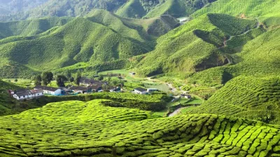 Top 10 Places to Visit in Cameron Highlands – Nature, Adventure, and History