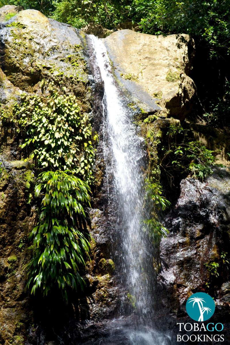 Top 10 Best Summer Attractions In Tobago Trinidad And Tobago Tourist top-10-best-summer-attractions-in-tobago-trinidad-and-tobago-tourist