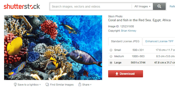 Shutterstock Free Downloader: Best Tools for Images