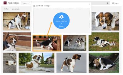 How to Use Shutterstock’s Reverse Image Search for Free