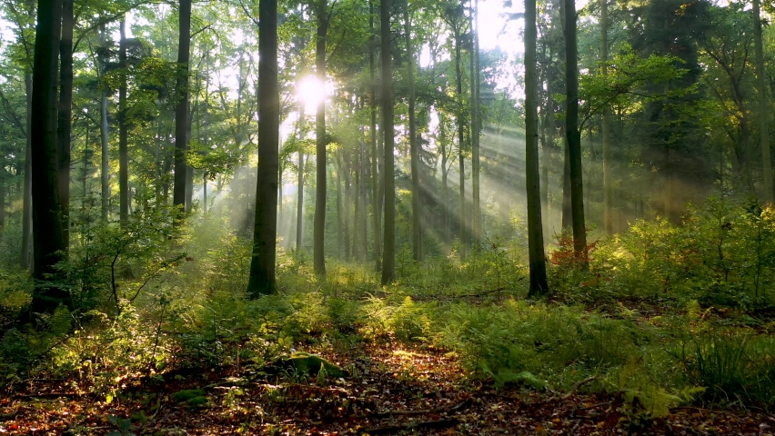 Free Stock Video Footage Royalty Free Videos for Download