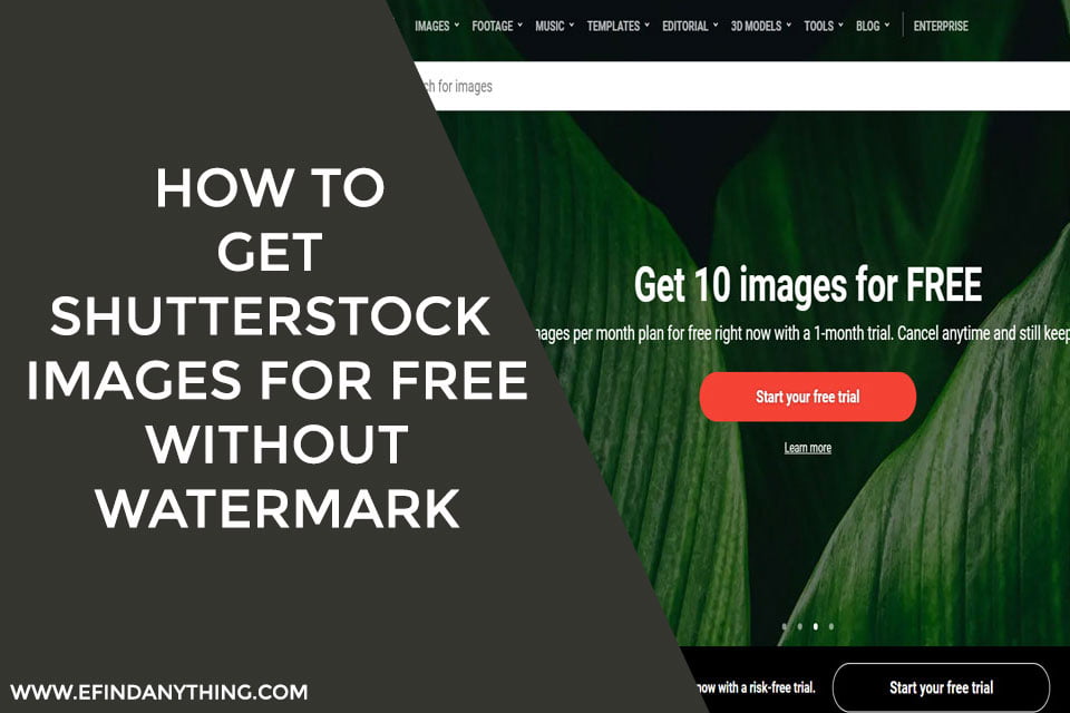 How to Find Images on Shutterstock with No Background