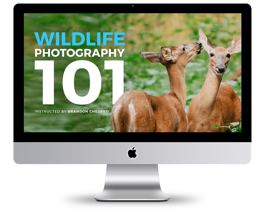 Wildlife Photography 101 David Molnar Your Photography Mentor