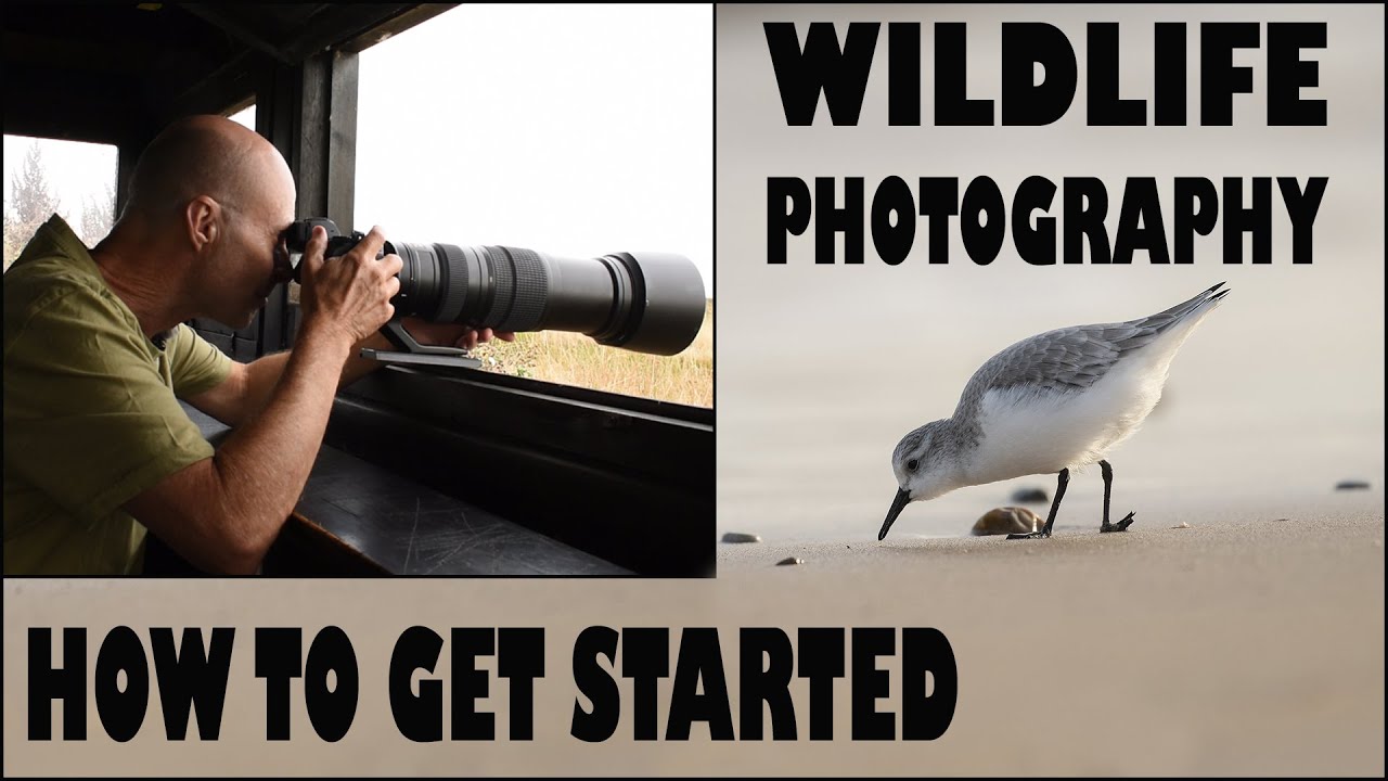 How to Sell Wildlife Images on Shutterstock