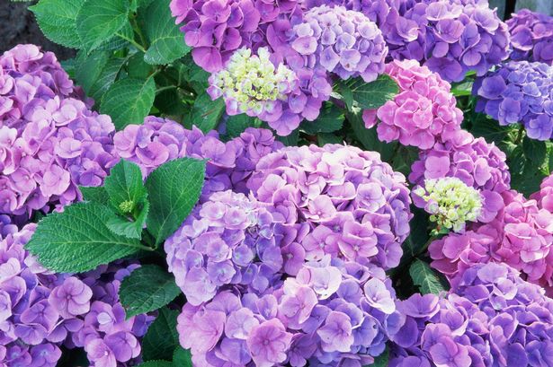 Alan Titchmarsh shares how to make hydrangeas really shine in summer 