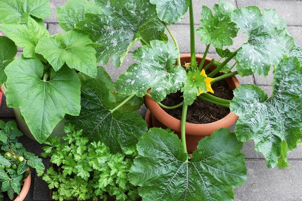 Easiest vegetables to grow in pots and planters now and harvest all 