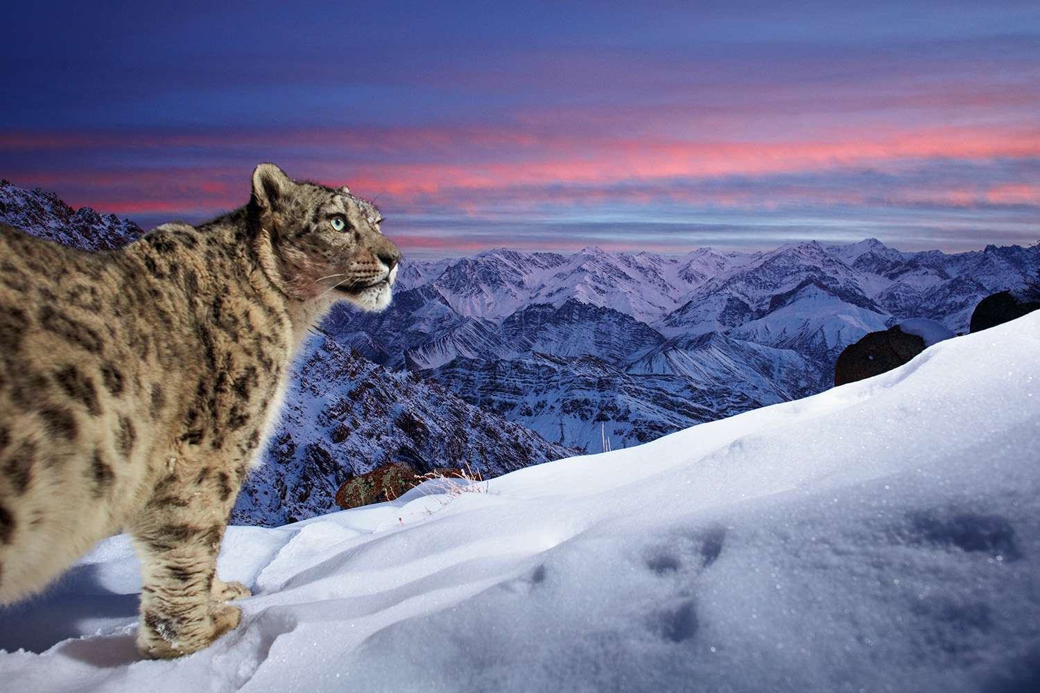 Photo of Snow Leopard Wins Wildlife Photographer of the Year Award