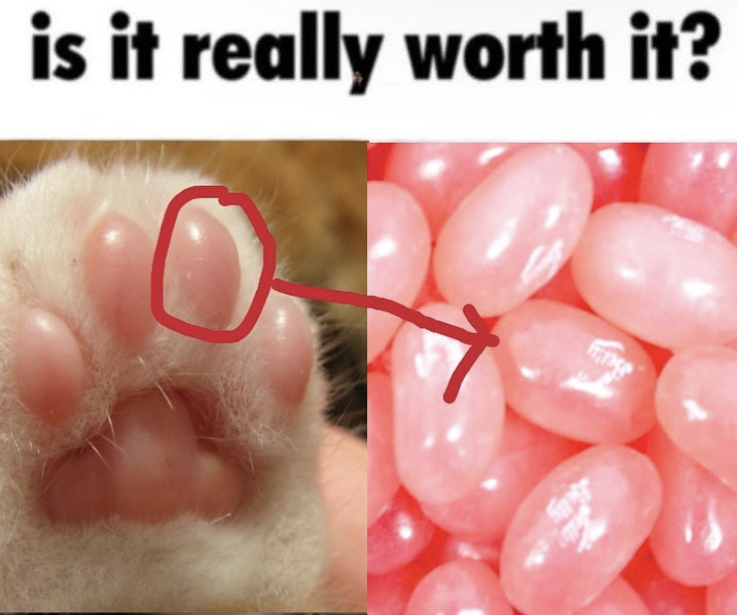 Poor thing rantimeme